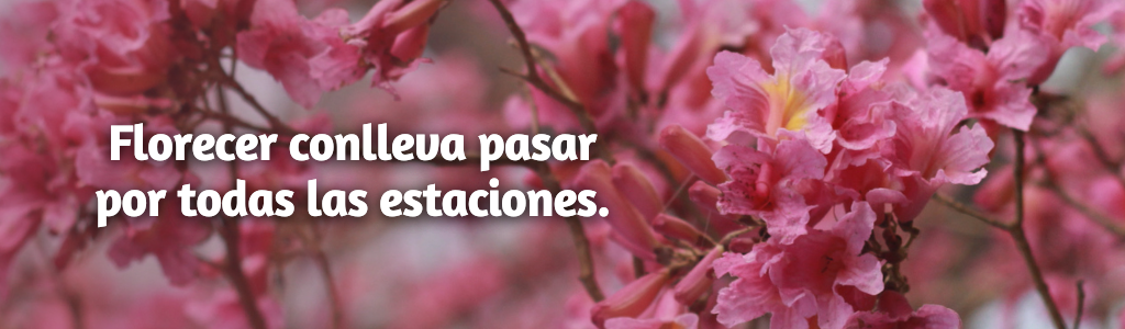 FRASES PÁGINA YANELA BARCELÓ (6)